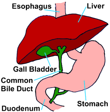 gall bladder drawing