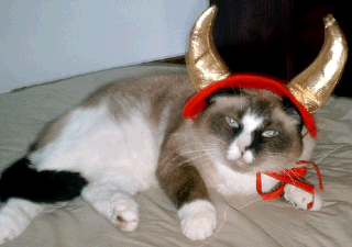cat with horns