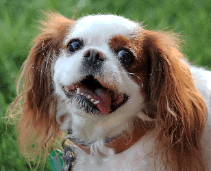 Image of a Cavalier King Charles Spaniel