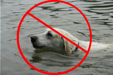 After Laryngeal Surgery, No Swimming Should be Permitted!