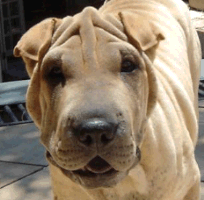 picture of shar pei