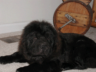 picture of adult shar pei