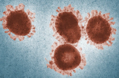 A group of coronaviruses