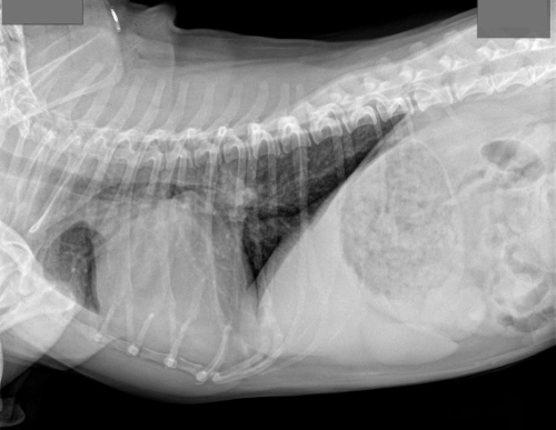 Canine with atrial enlargement