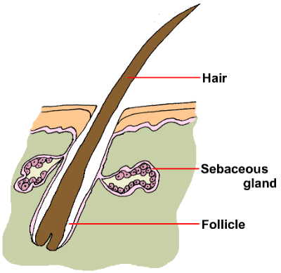 Normal hair follicle