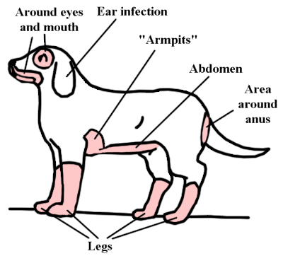Atopic Dermatitis Dog Food Atopic Dermatitis Dog Food