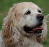 Cocker Spaniel Cocker Spaniel