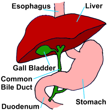 Gall Bladder drawing Gall Bladder drawing