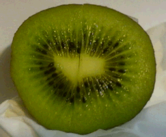 Kiwi Kiwi
