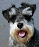 Miniature Schnauzer Miniature Schnauzer