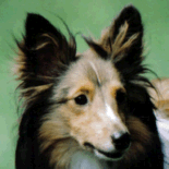 Shetland Sheepdog Shetland Sheepdog