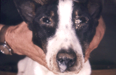 Classic appearance of canine distemper eye and nasal discharge