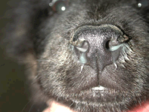 canine distemper eye and nasal discharge.