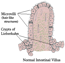 Normal Intestinal Villus