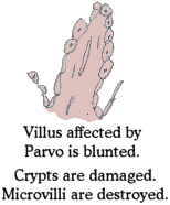 Villus affected by parvo