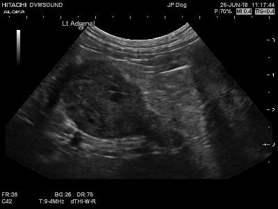 Ultrasonic imaging of an Adrenal tumor in a dog with Cushing's Disease.