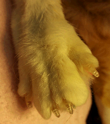 A rear paw wearing Soft Paws™