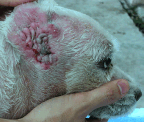 Ear Yeast Infection In Dogs Home Remedy Ear Yeast Infection In Dogs Home Remedy
