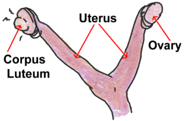 Canine reproductive tract showing corpus luteum