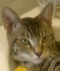 brown cat brown cat