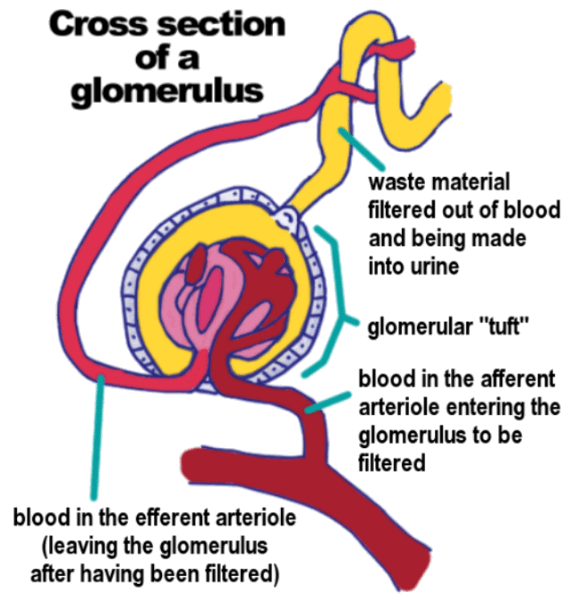 This depiction of a nephron shows a glomerulu and blood vessels (part of the nephron).