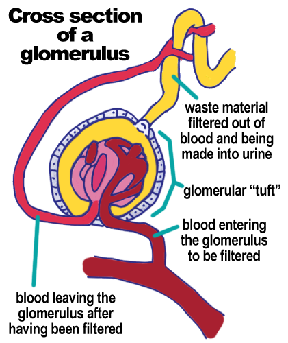 This is a depiction of a kidney structure called a glomerulus.