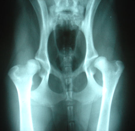 Radiograph of a Labrador retriever puppy's hips showing hip dysplasia but no arthritis change.