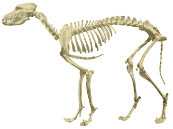 dog skeleton