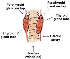 Diagram showing Thyroid lobes are on either side of the windpipe and the external parathyroid glands are visible.