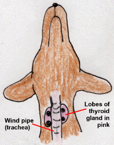 The thyroid gland lobes surround the windpipe 