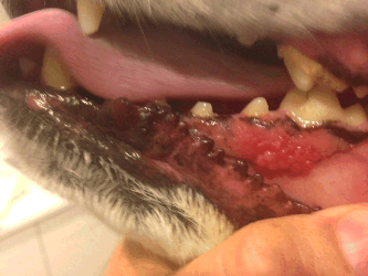 Oral Mycosis Fungoides
