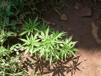 marijuana Plant