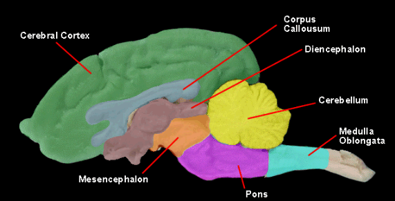 Canine brain in profile