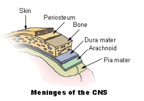 The meninges are the layers lining the inside of the skull. 