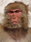 Rhesus monkey - a common research subject
