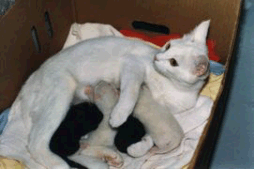 cat with kittens feeding