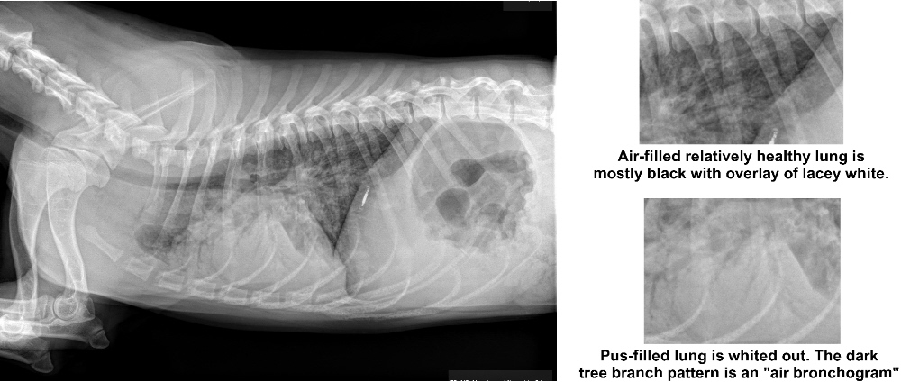 Profile view of the chest of an adolescent puppy who contracted pneumonia shortly after shelter adoption