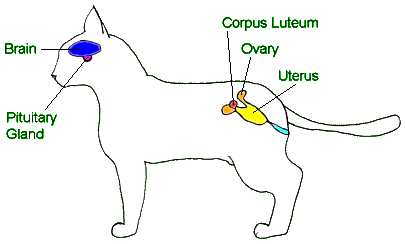 diagram of cat