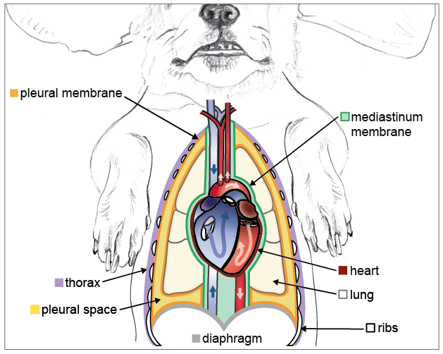 The canine pleural cavity and its contents
