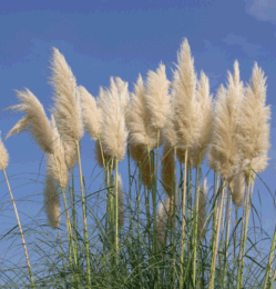 Pampa Grass wiki Pampa Grass wiki