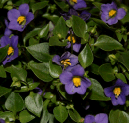 Persian Violet wiki Persian Violet wiki