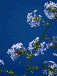 Plumbago wiki Plumbago wiki