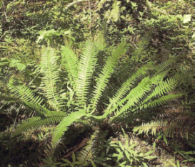 Sword Fern wiki Sword Fern wiki
