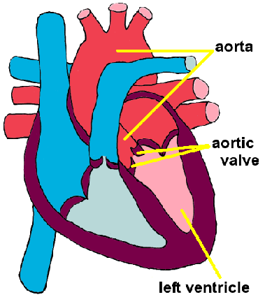 Diagram of the normal heart. The left ventricle is shown in pink.