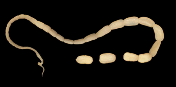 Adult Dipylidium. The segments are easily seen.
