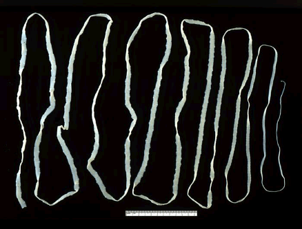 TAENIA (the other white tapeworm)