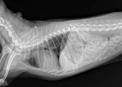Relatively normal chest film of an elderly Pomeranian before she developed tracheomalacia.