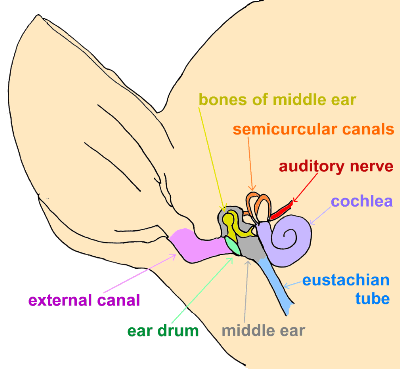vestibular Ear diagram