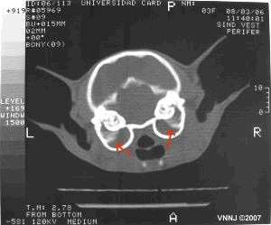 CT scan of tympanic bullae