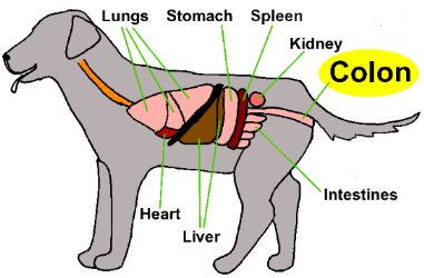 Diagram showing digestive system of a dog